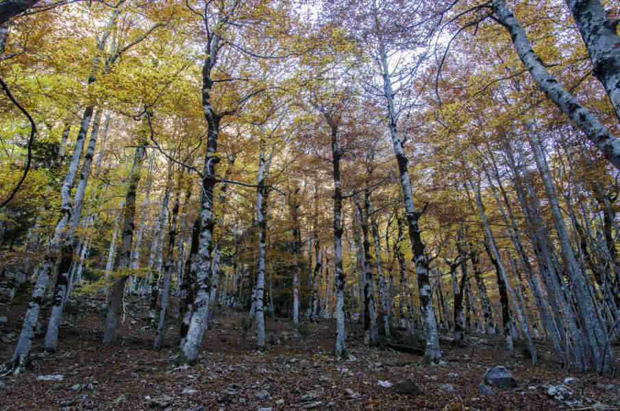 Huesca - parque nacional de Ordesa y Monte Perdido - valle de Ordesa 39 - bosque de hayas.jpg